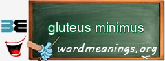 WordMeaning blackboard for gluteus minimus
